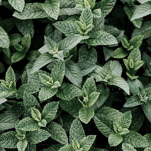 Peppermint Lip Butter
