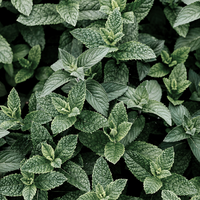 Peppermint Lip Butter